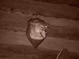 Trophy at the Hunting Lodge